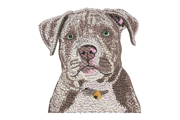 American Bully Puppy Review for Boutique Apparel